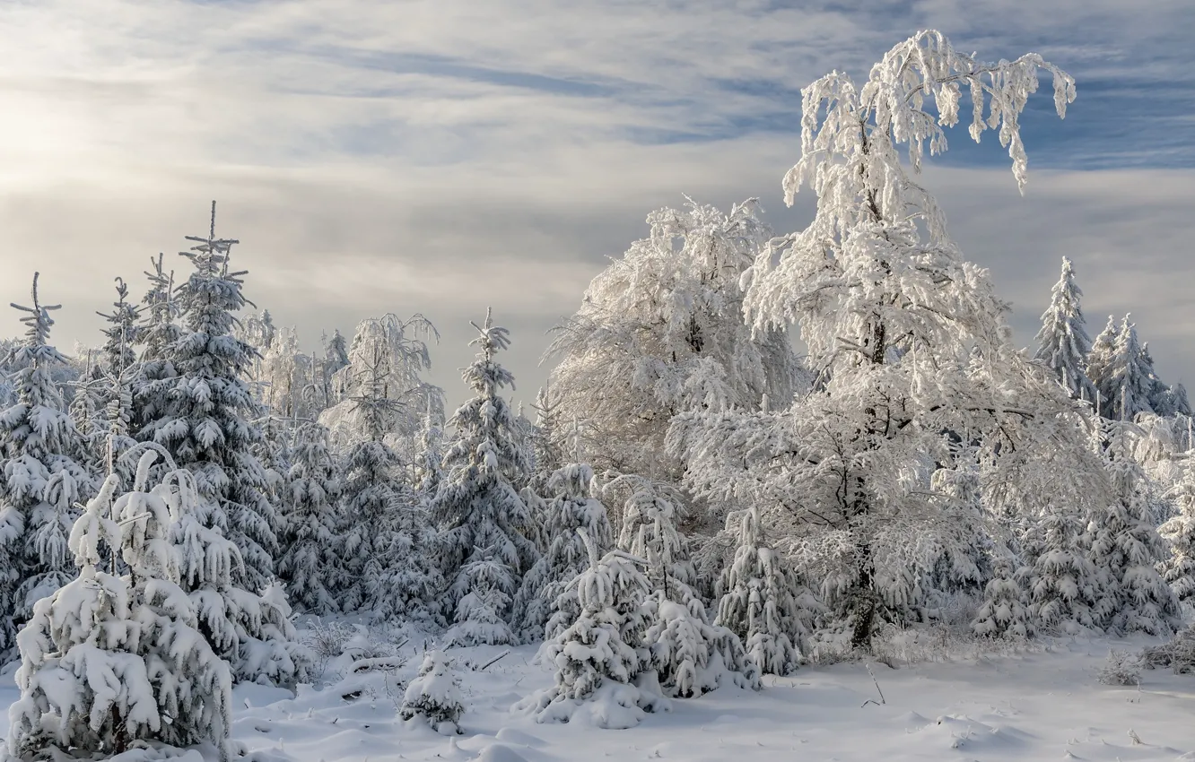 Photo wallpaper winter, forest, Germany, Rhineland-Palatinate, Thranenweier