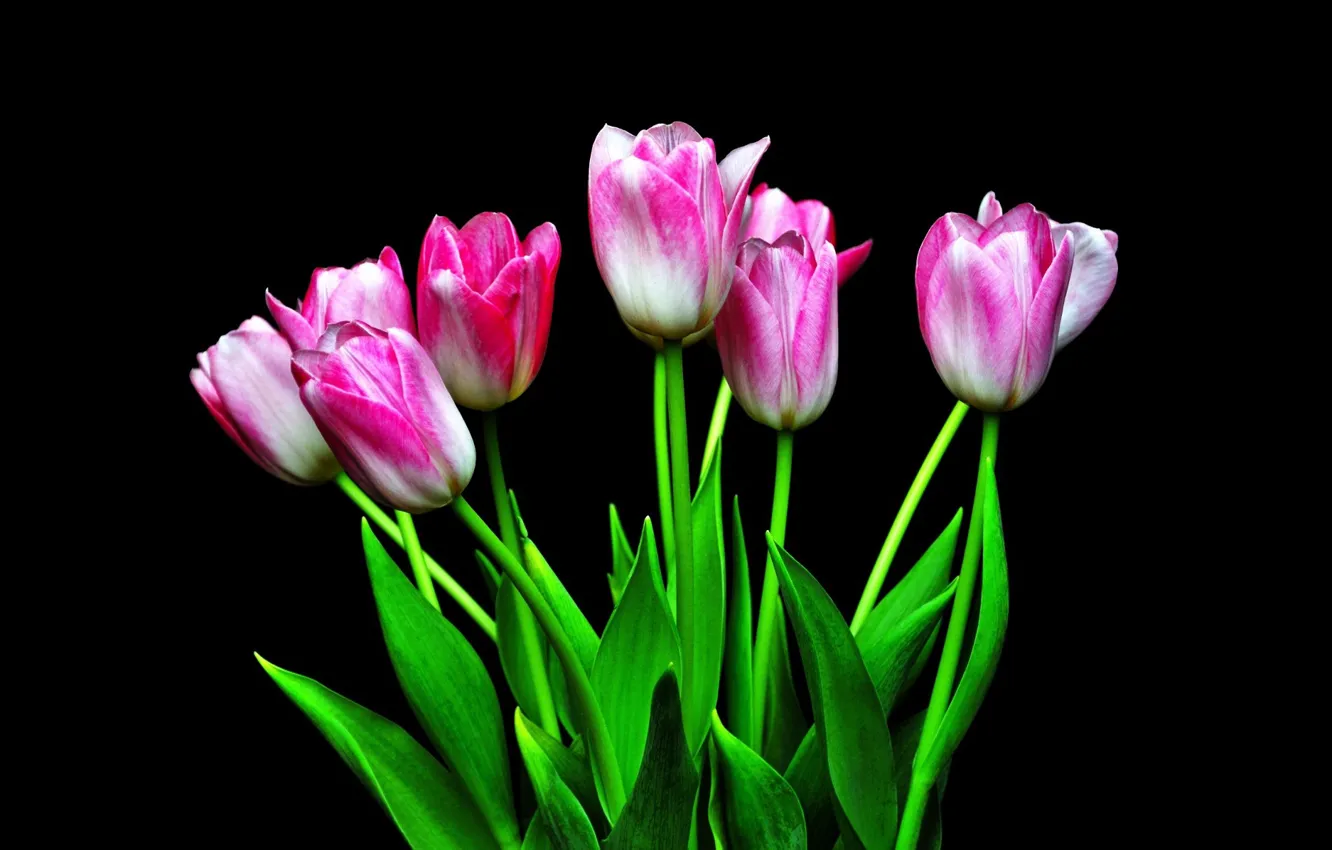 Photo wallpaper tulips, pink, black background