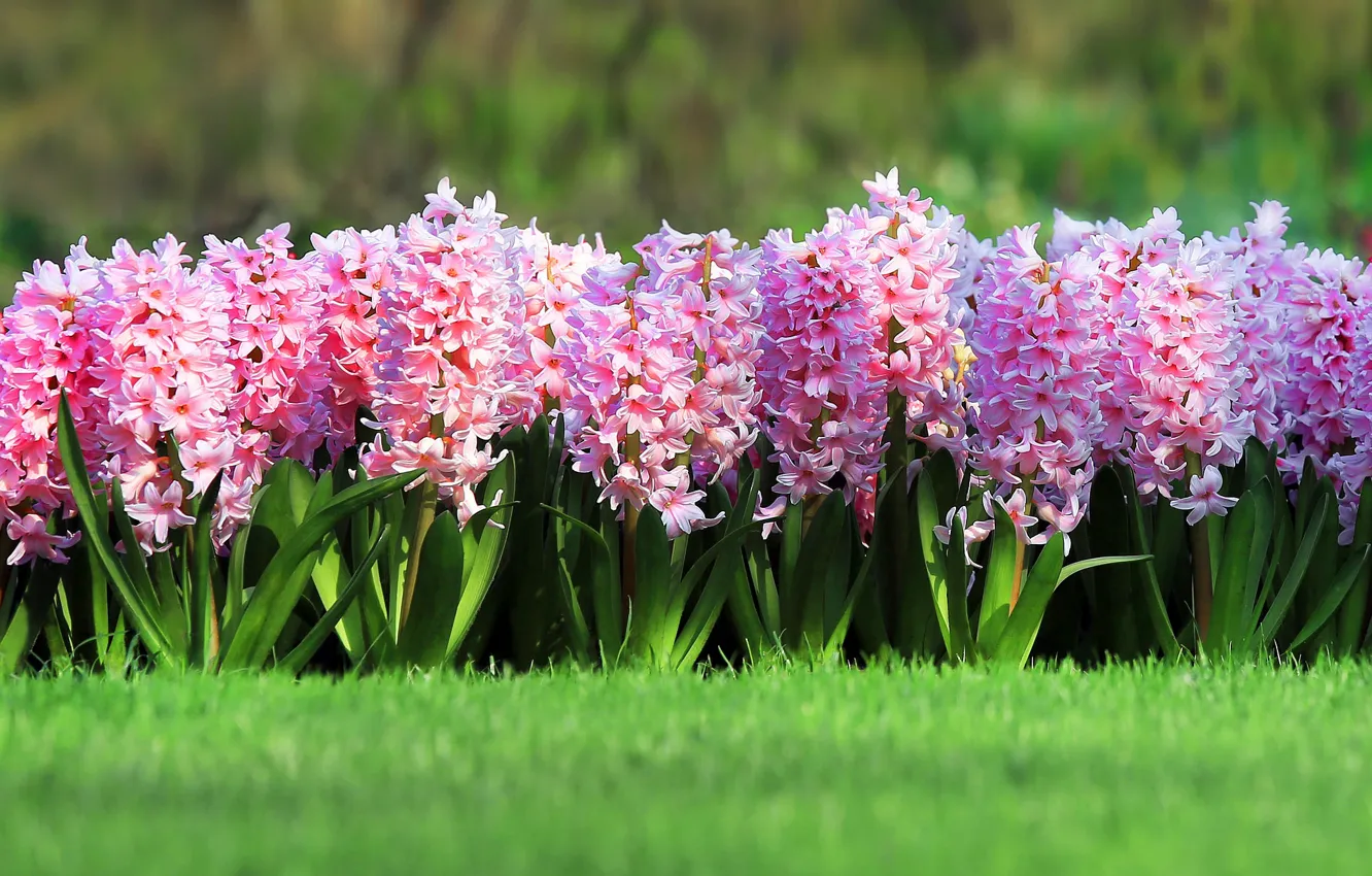 Photo wallpaper greens, grass, flowers, lawn, spring, pink, flowerbed, hyacinths