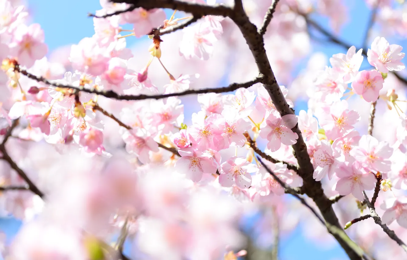 Photo wallpaper light, flowers, branches, blur, spring, Sakura, pink, flowering