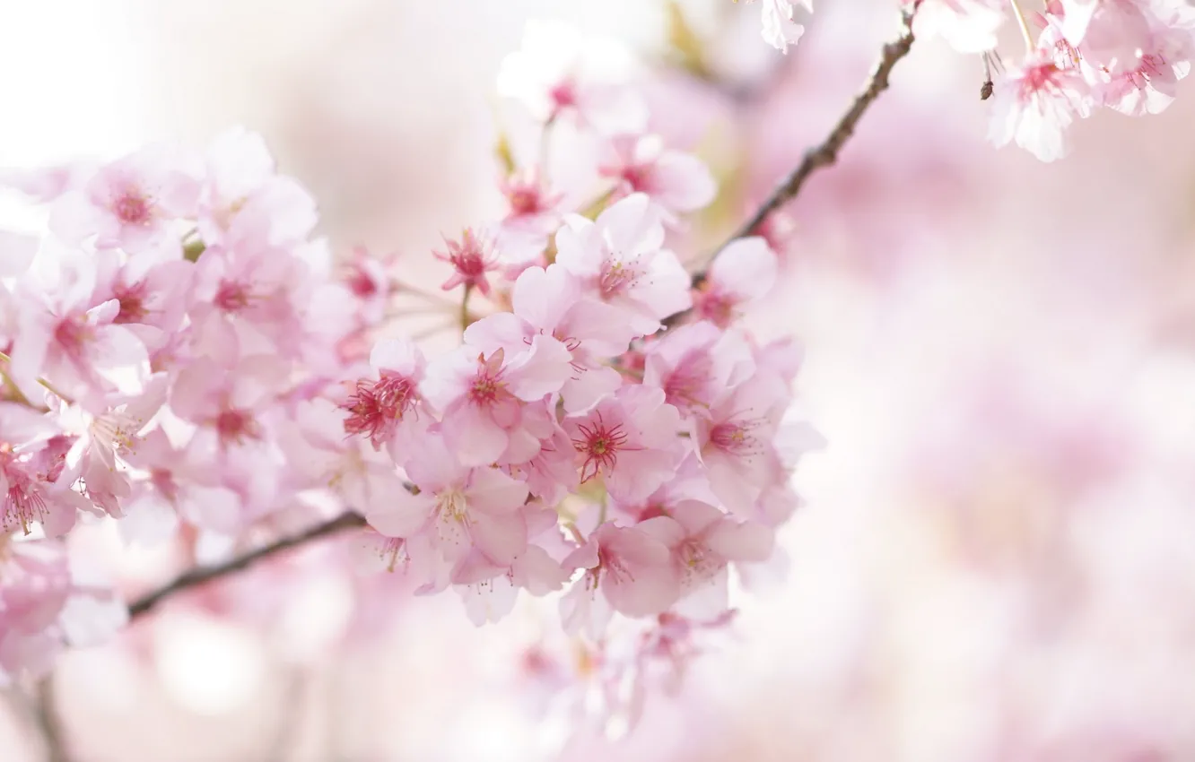 Photo wallpaper cherry, branch, spring, Sakura