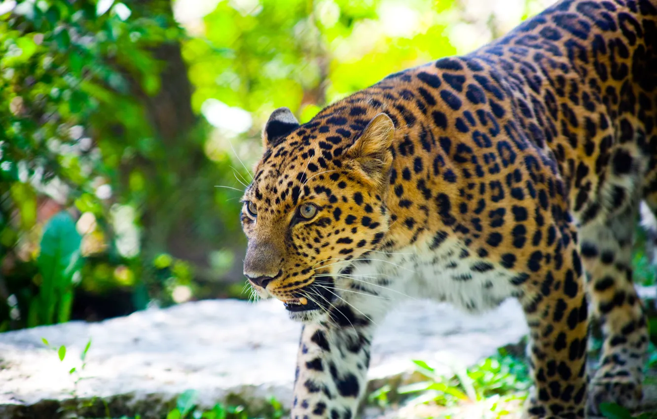 Photo wallpaper cat, face, leaves, trees, animal, paws, leopard, fangs