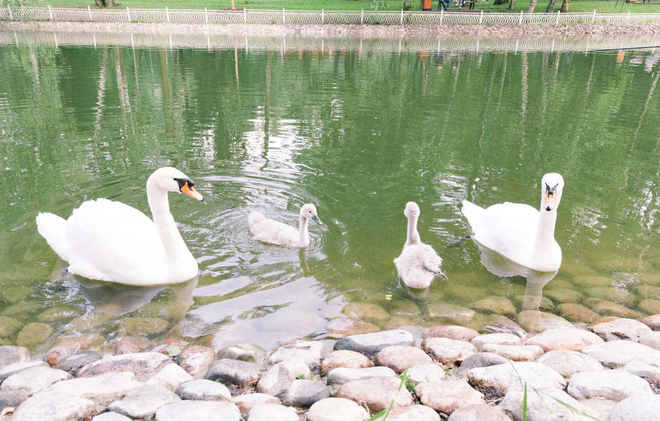 Photo wallpaper lake, animal, bird, Russia, swans, floats, Artem