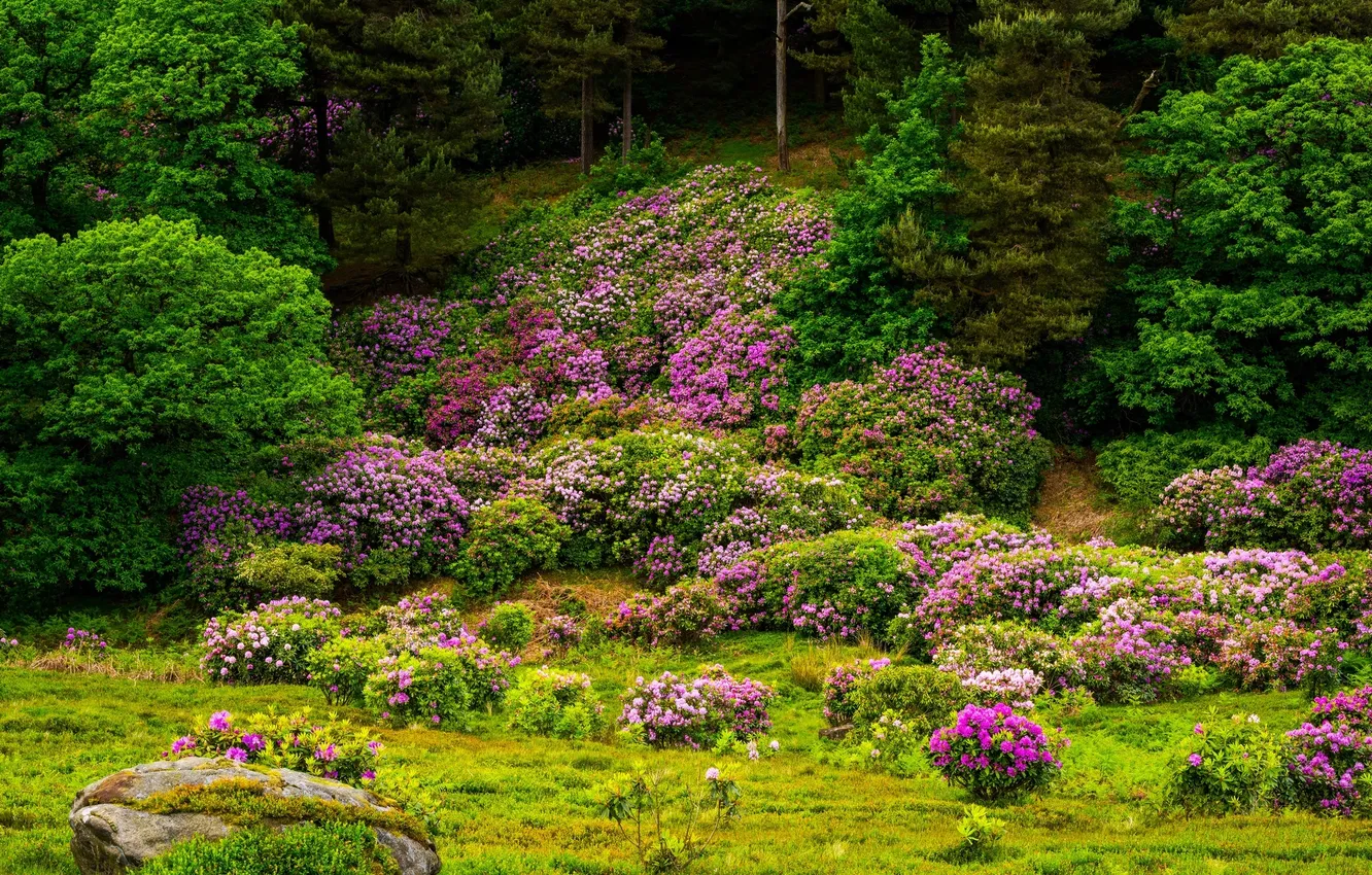 Photo wallpaper trees, flowers, stones, flowering, shrub