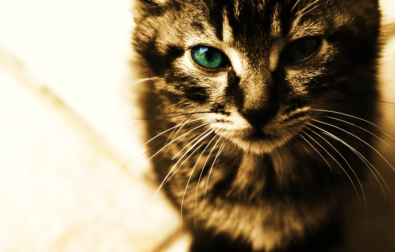 Photo wallpaper cat, mustache, look, cats, face, cats, full face