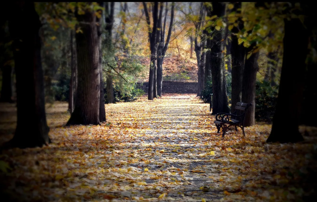 Photo wallpaper autumn, leaves, trees, bench, Park, alley, square