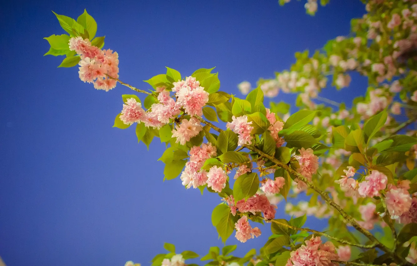 Photo wallpaper branches, cherry, Sakura, flowering