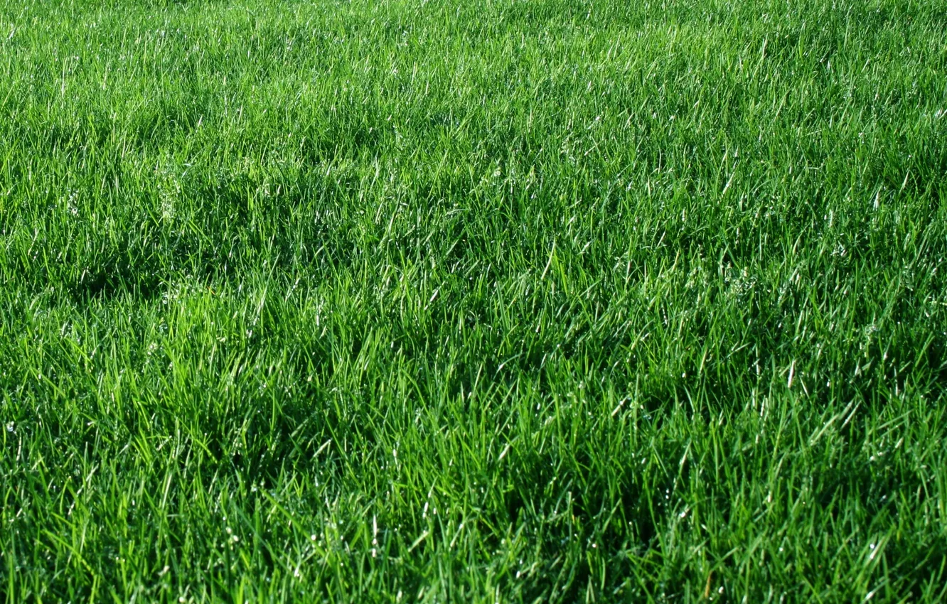 Photo wallpaper grass, landscape, nature, Wallpaper