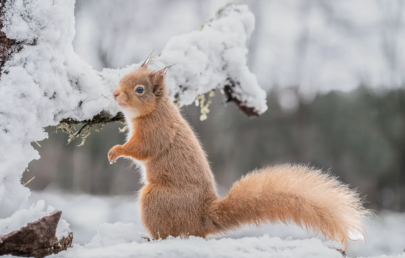 Photo wallpaper winter, look, snow, branches, nature, pose, legs, protein