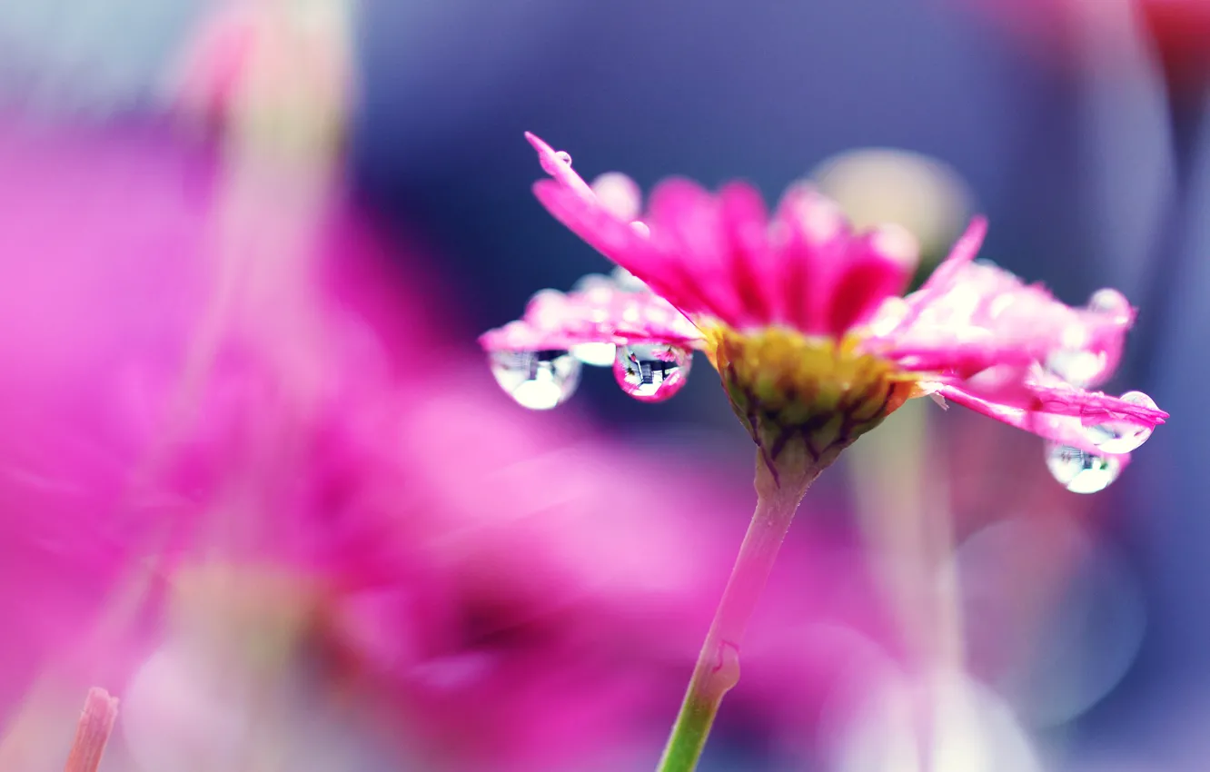 Photo wallpaper flower, drops, bright, Rosa, pink