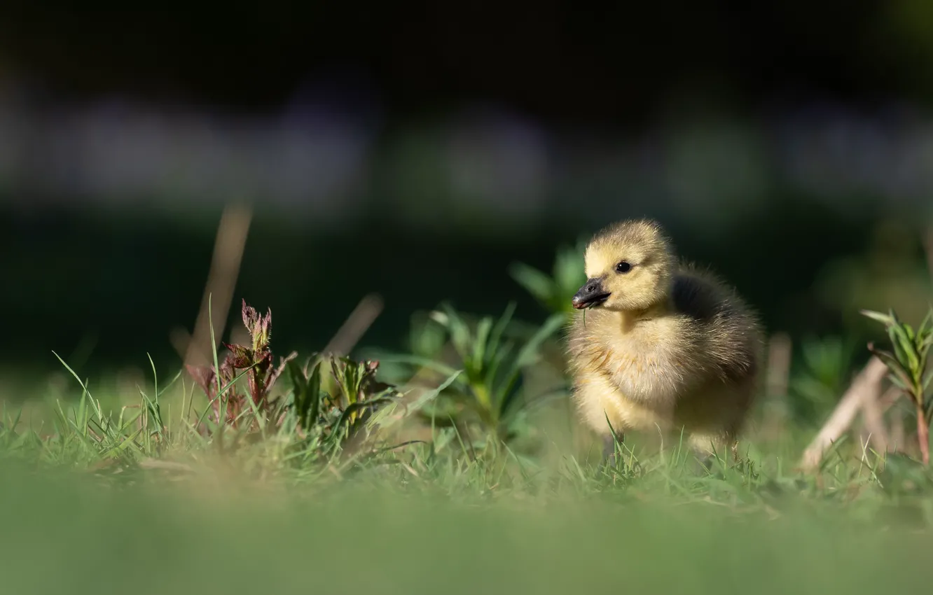 Photo wallpaper grass, light, the dark background, bird, glade, baby, chick, goose