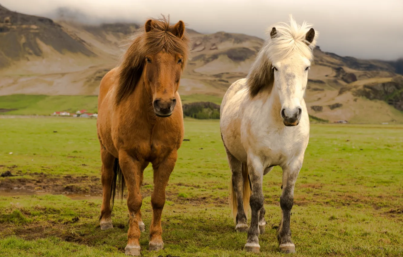 Photo wallpaper horses, Iceland, farm