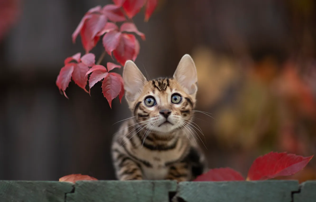 Photo wallpaper cat, look, leaves, muzzle, kitty, bokeh, cat, Yuriy Korotun