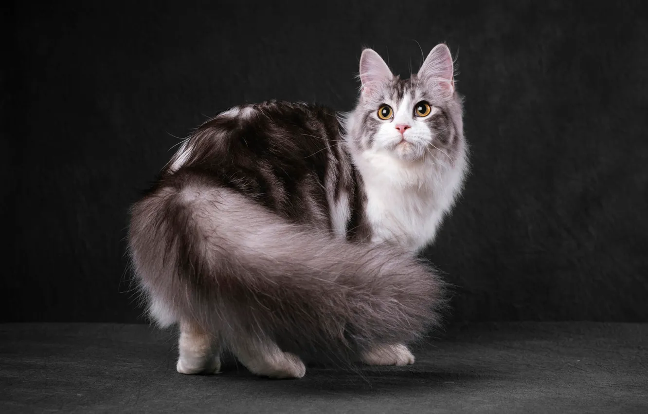 Photo wallpaper cat, cat, look, face, pose, the dark background, grey, cutie