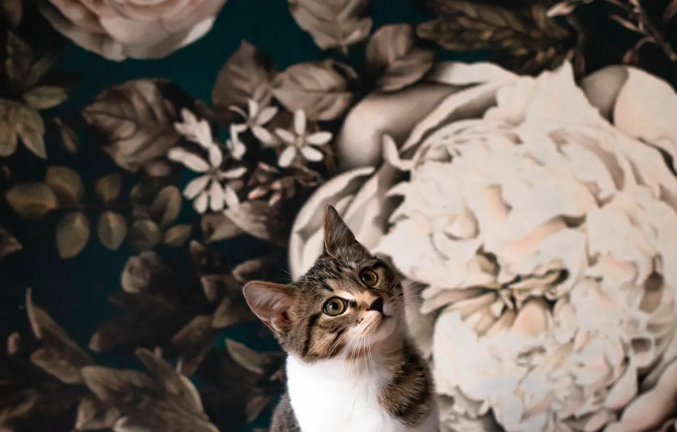 Photo wallpaper cat, cat, look, pose, face