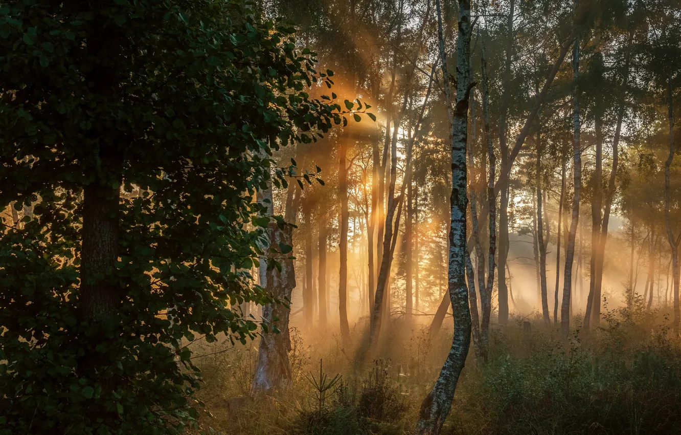 Photo wallpaper forest, the sun, rays, trees, fog, foliage