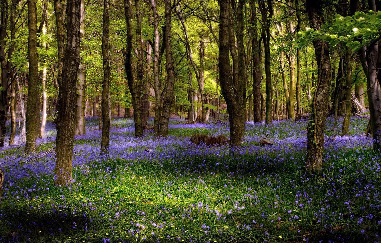 Photo wallpaper forest, summer, flowers