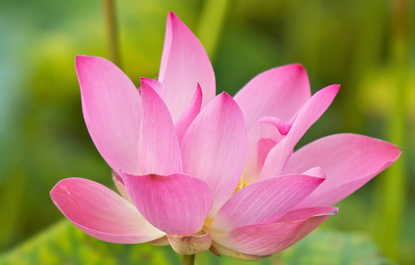 Photo wallpaper water, flowers, petals, Lotus