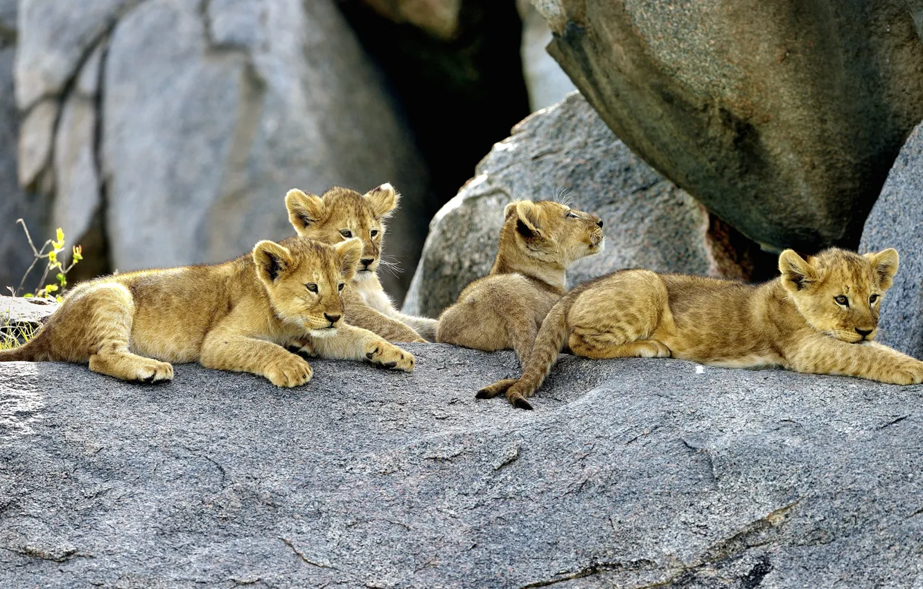 Photo wallpaper stones, rocks, kids, the cubs, lion, lion