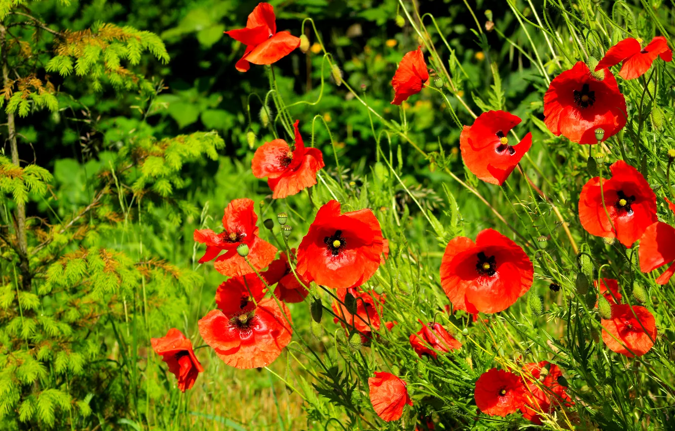 Photo wallpaper red, flower, poppy