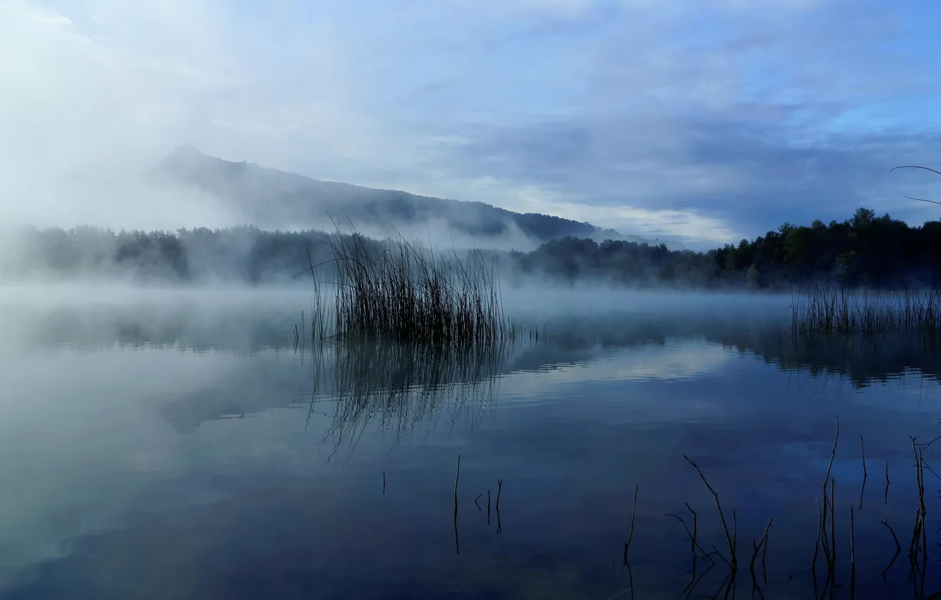 Photo wallpaper forest, the sky, grass, clouds, trees, landscape, nature, fog