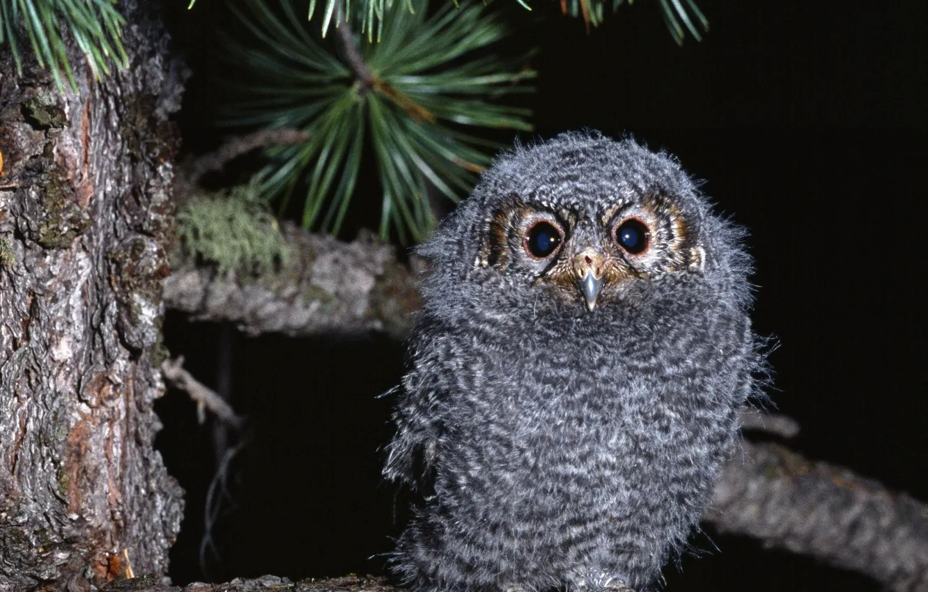 Photo wallpaper trees, bird, pine, owlet