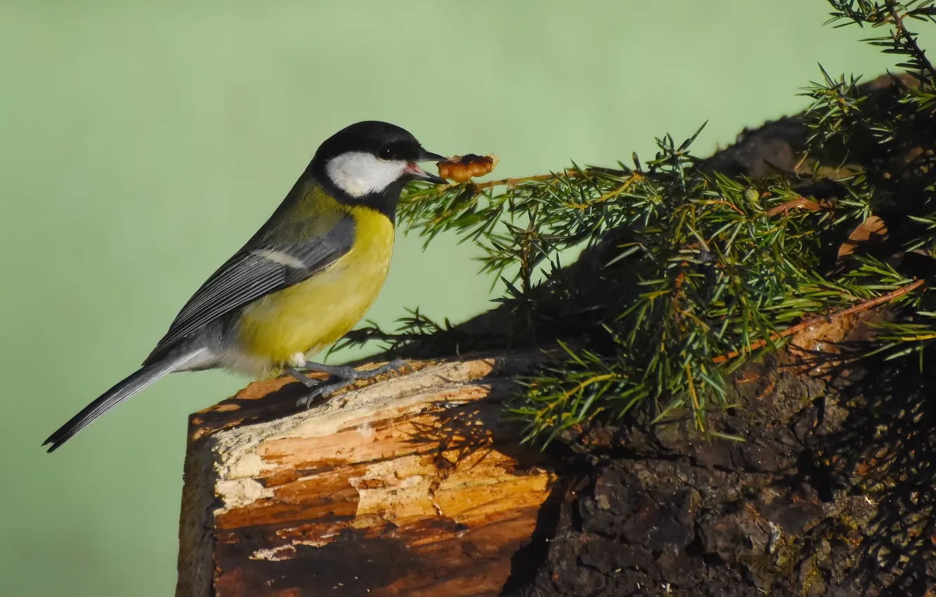 Photo wallpaper nature, bird, photohunt, Big tit