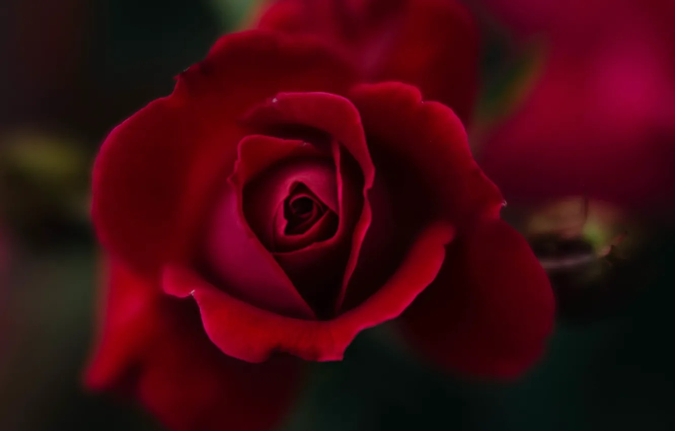 Photo wallpaper macro, roses, buds