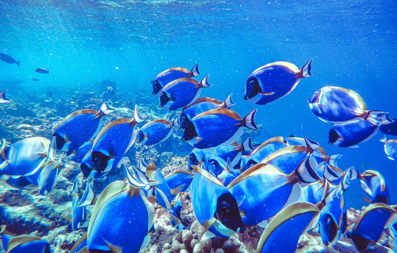 Photo wallpaper sea, fish, underwater world