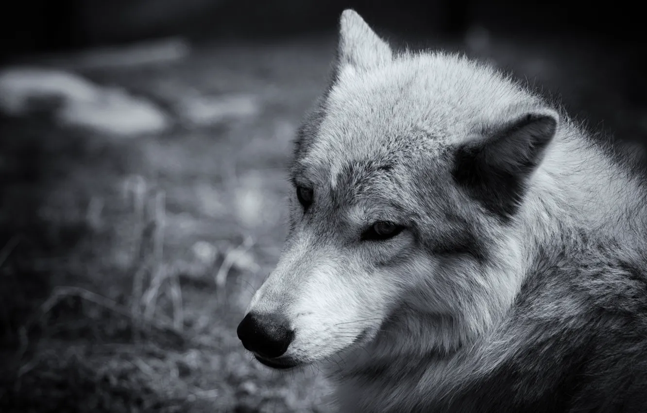 Photo wallpaper look, face, grey, wolf, Sepia, closeup