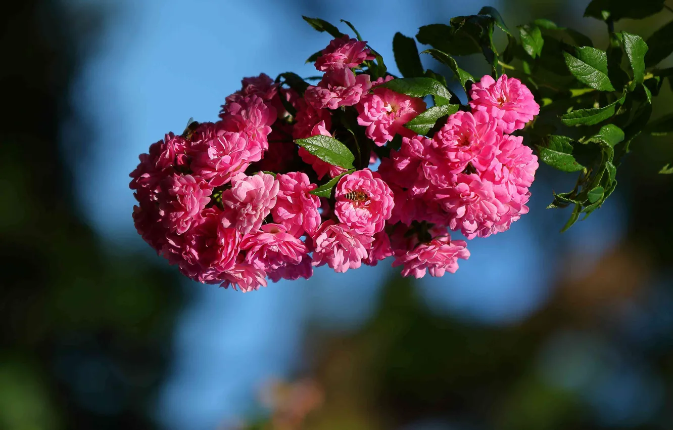Photo wallpaper macro, flowers, branches, briar