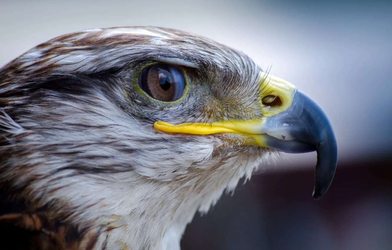 Photo wallpaper look, bird, head, profile, Falcon