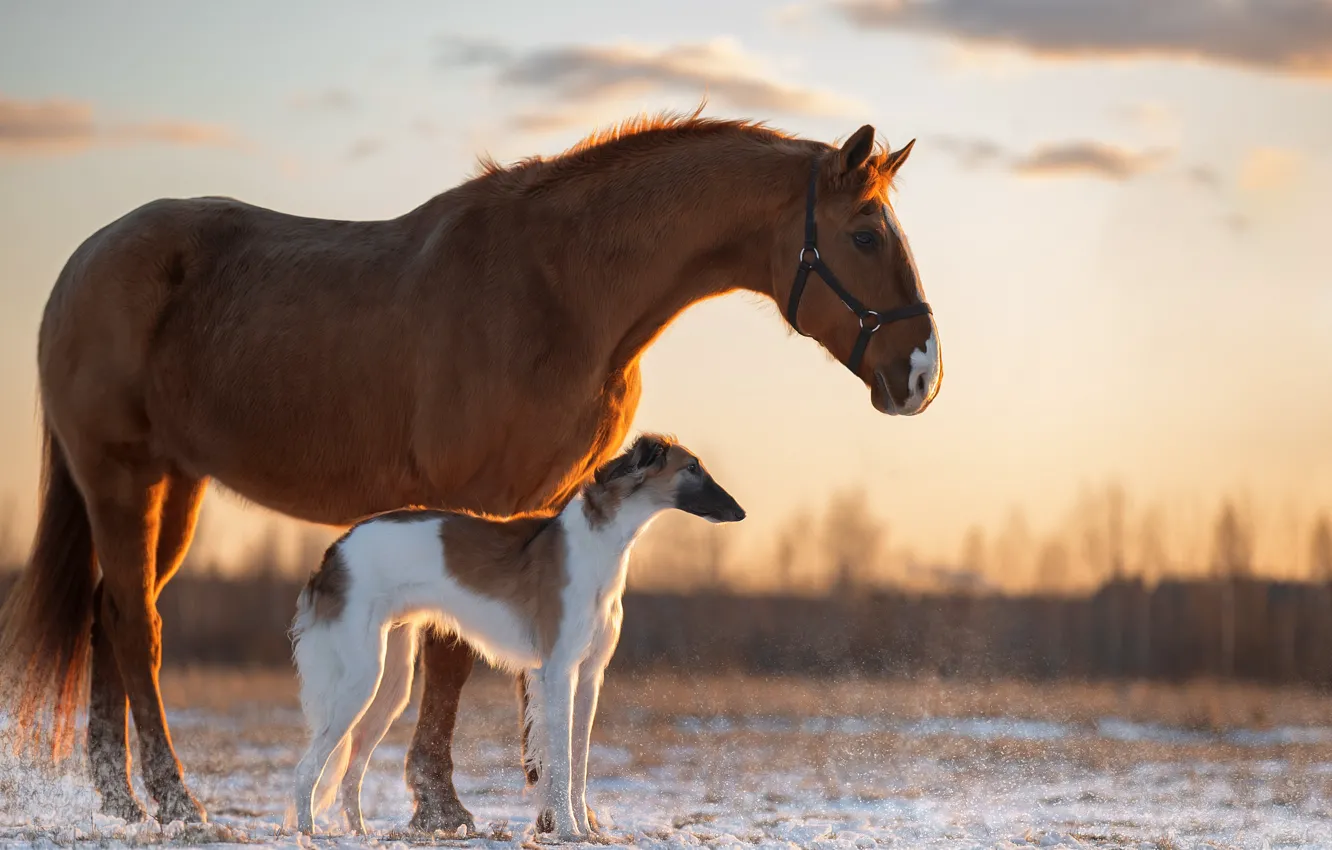 Photo wallpaper horse, dog, Svetlana Pisareva