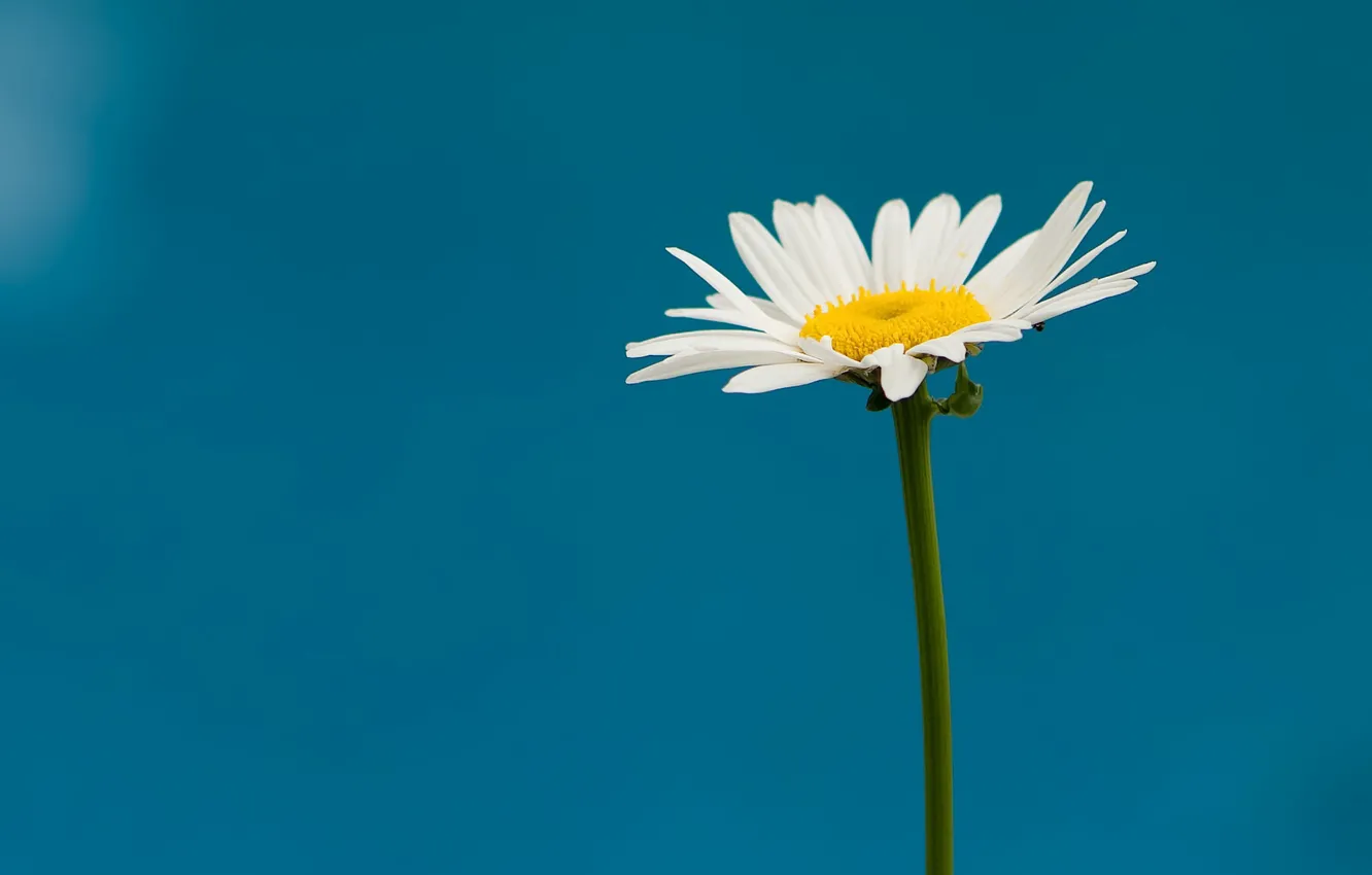 Photo wallpaper flower, background, Daisy