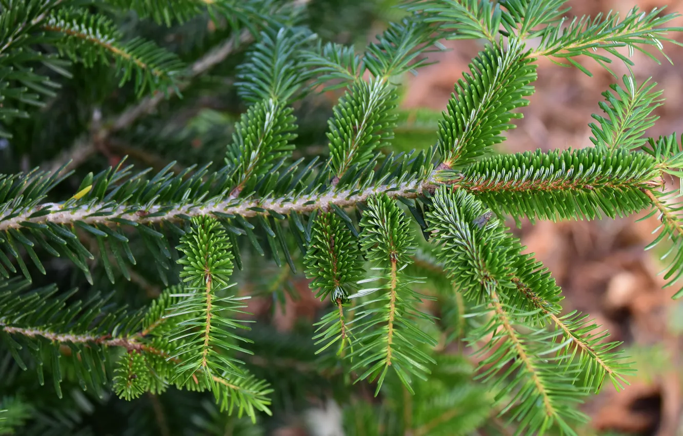 Photo wallpaper branches, nature, spruce, needles, spruce