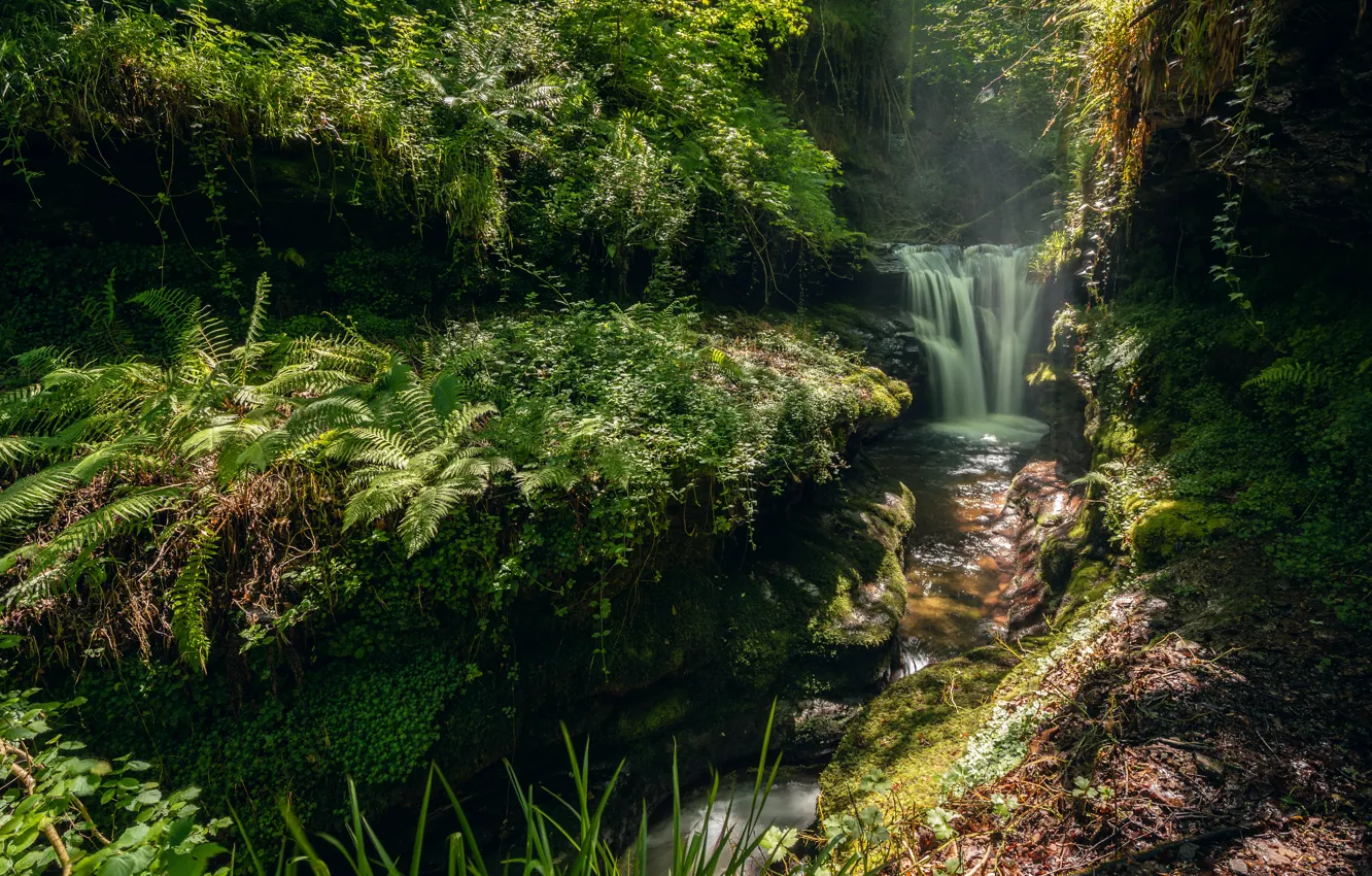Photo wallpaper greens, forest, summer, light, stream, stones, rocks, thickets