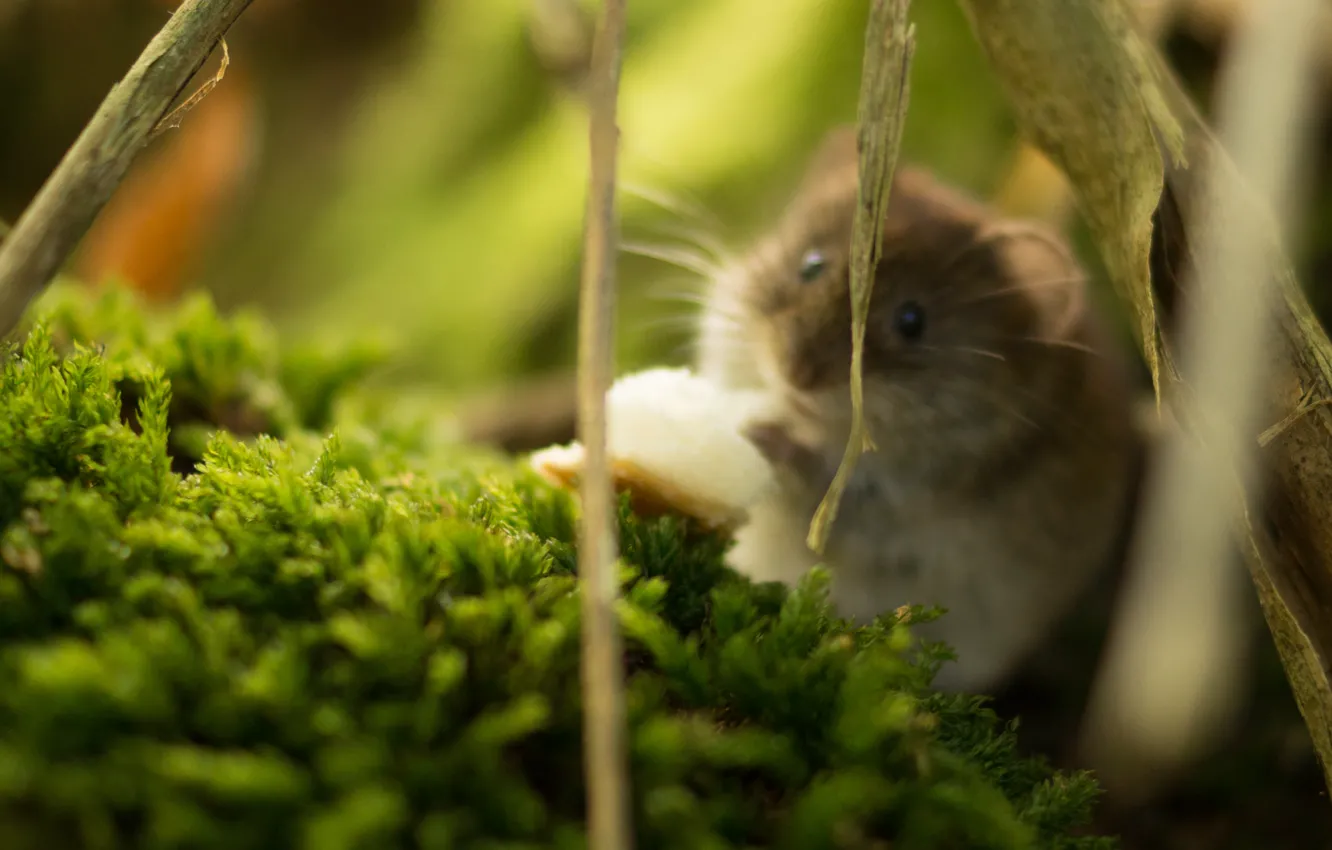 Photo wallpaper hamster, rodent, Hamster, wildlife, fauna