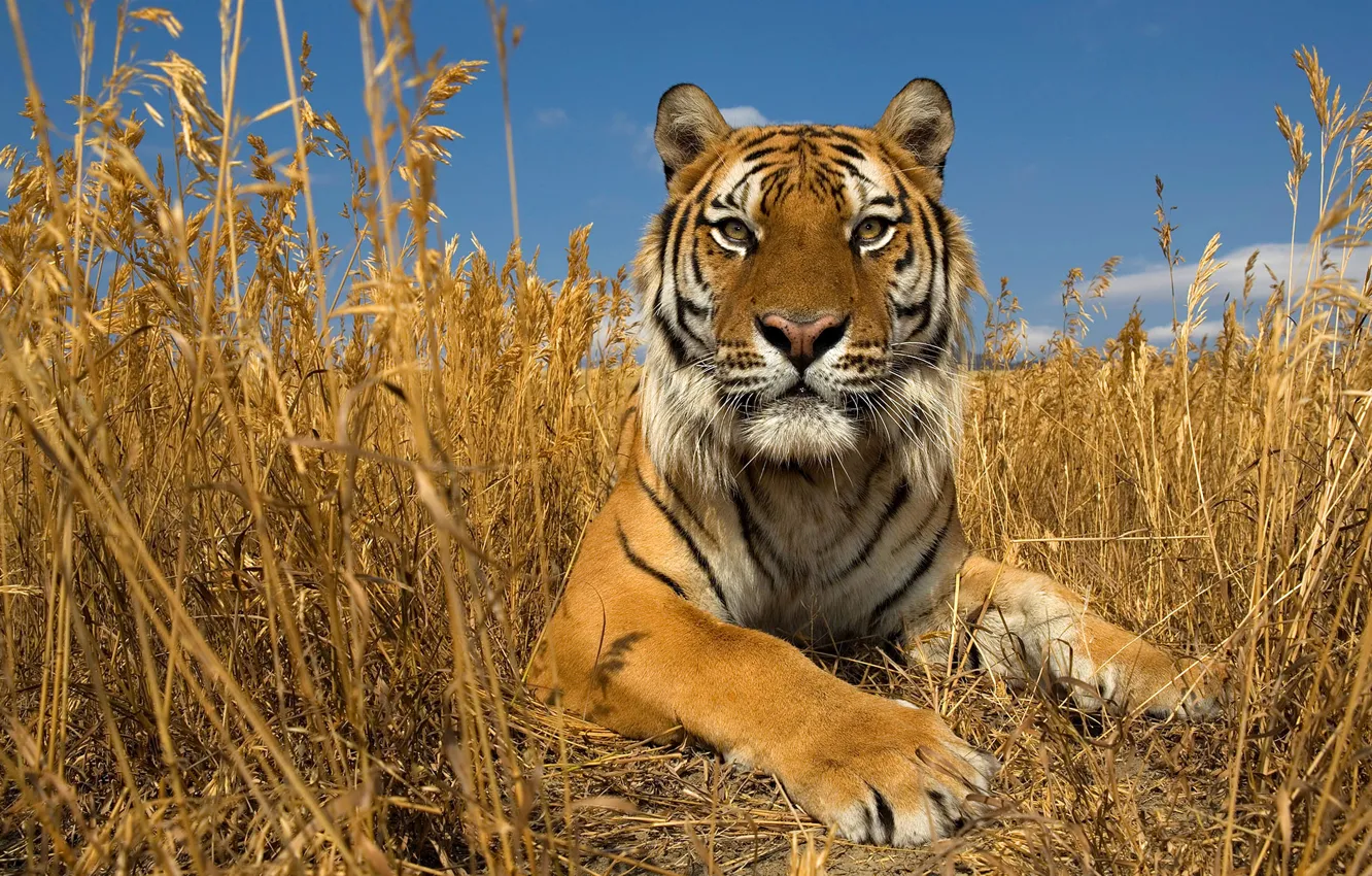 Photo wallpaper autumn, cat, the sky, grass, nature, the steppe, the Amur tiger