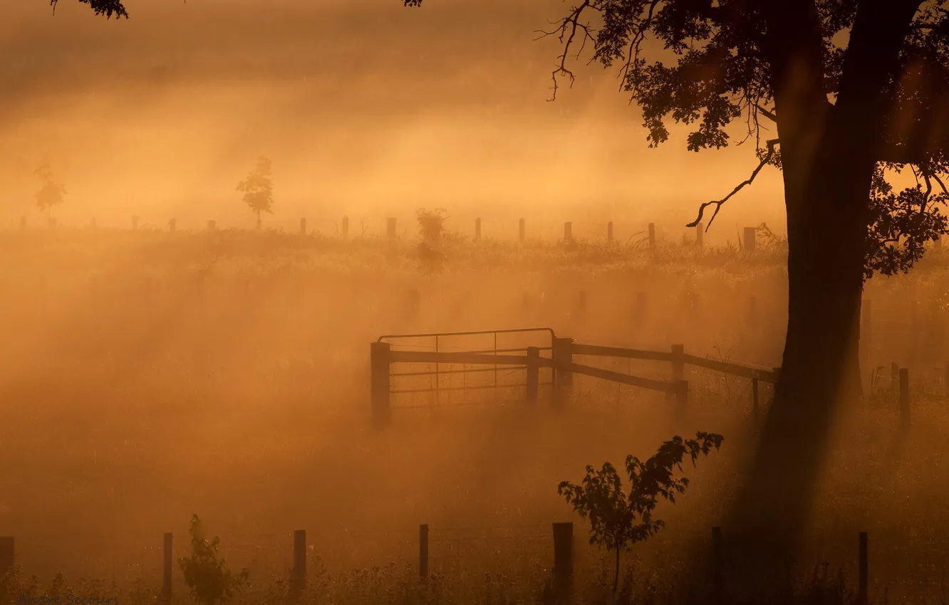 Photo wallpaper field, trees, sunset, nature
