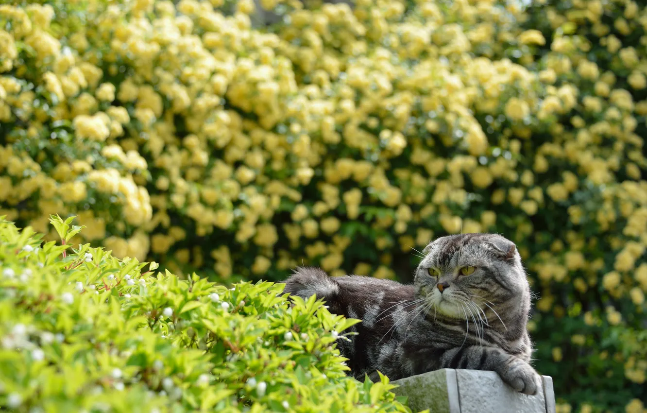 Photo wallpaper greens, cat, cat, nature, the bushes, lying