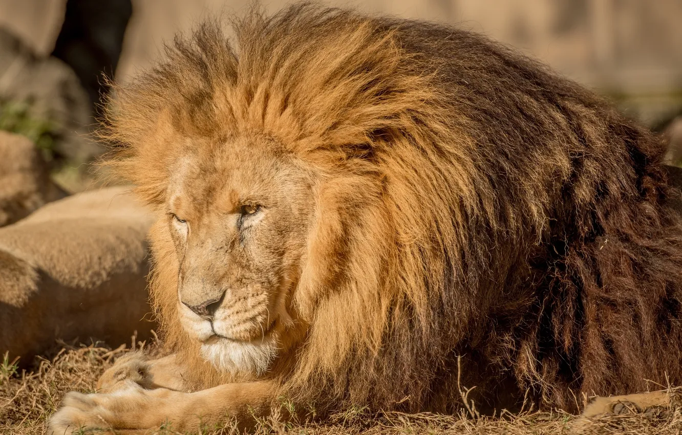 Photo wallpaper Leo, mane, the king of beasts