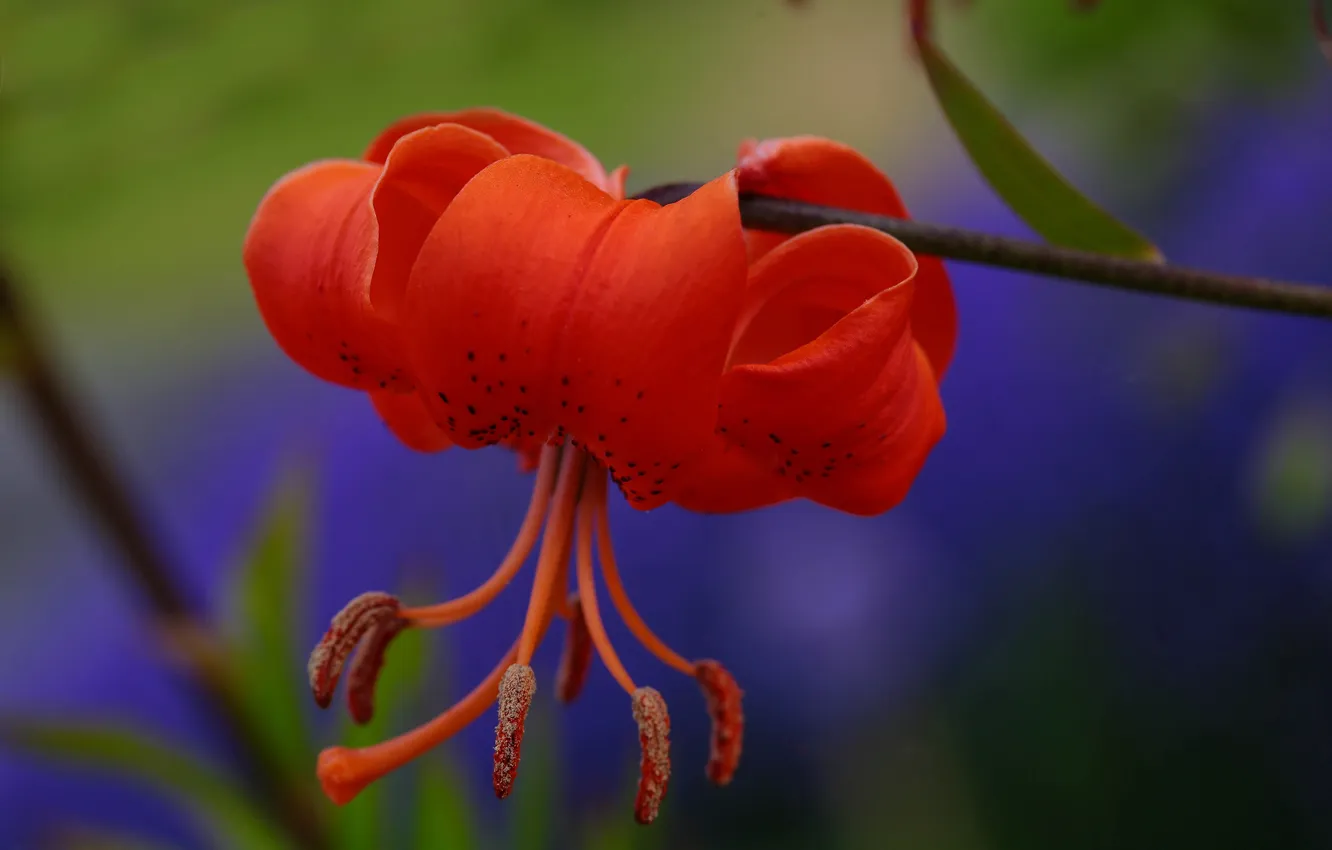 Photo wallpaper macro, Lily, stamens