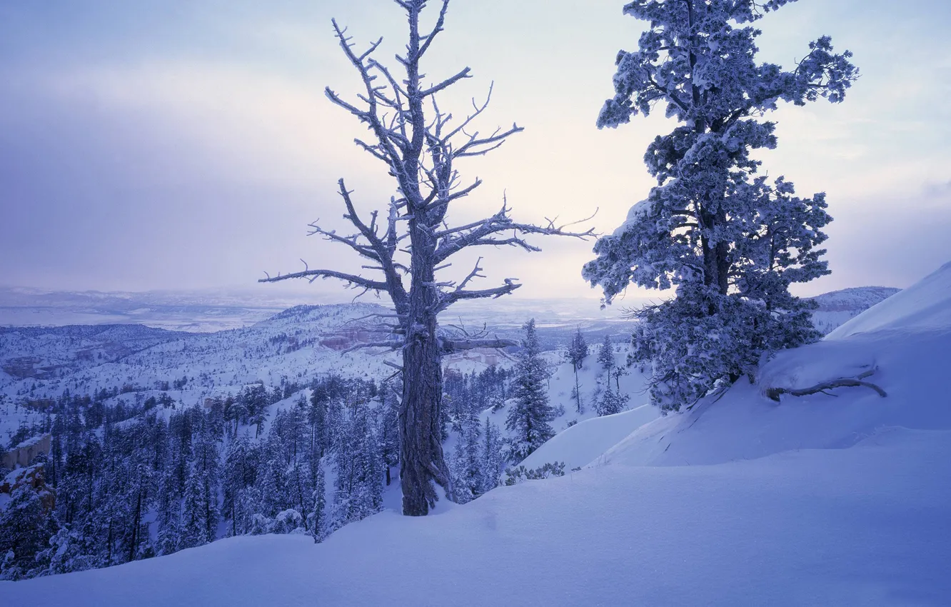 Photo wallpaper winter, snow, trees, mountains, branches, hills, views, white
