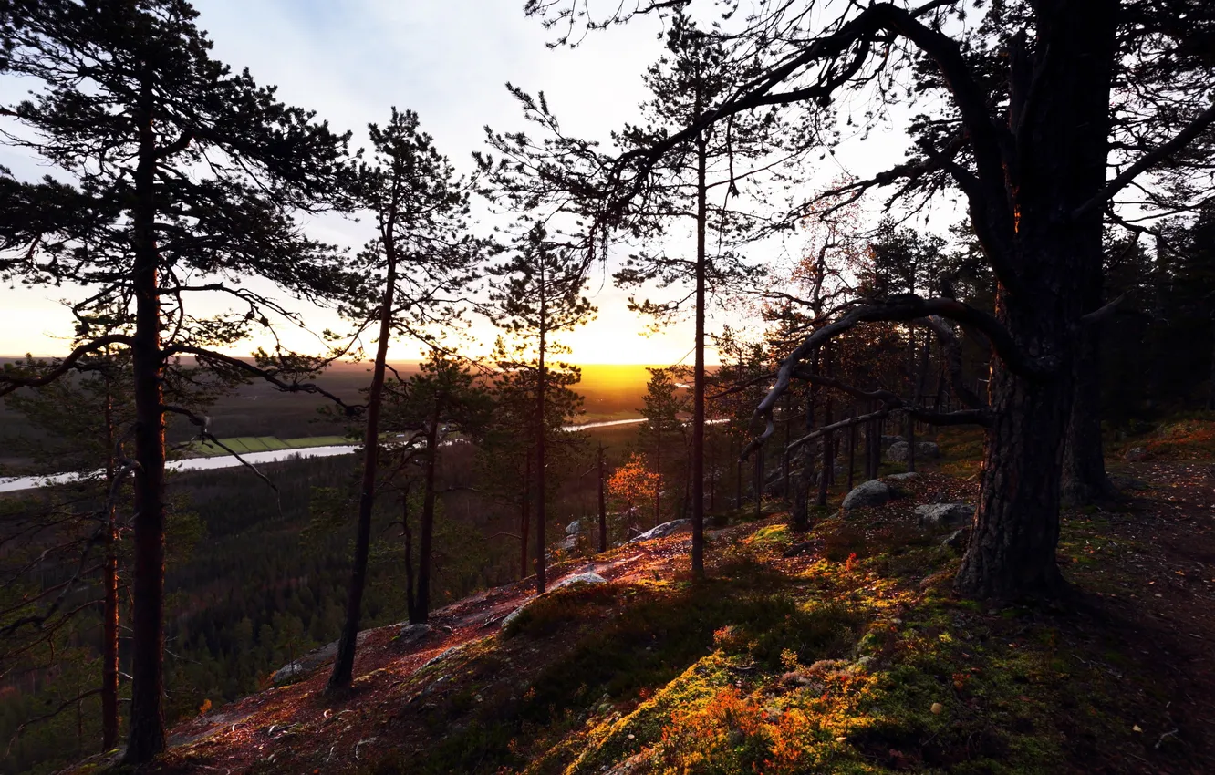 Photo wallpaper autumn, forest, river, morning