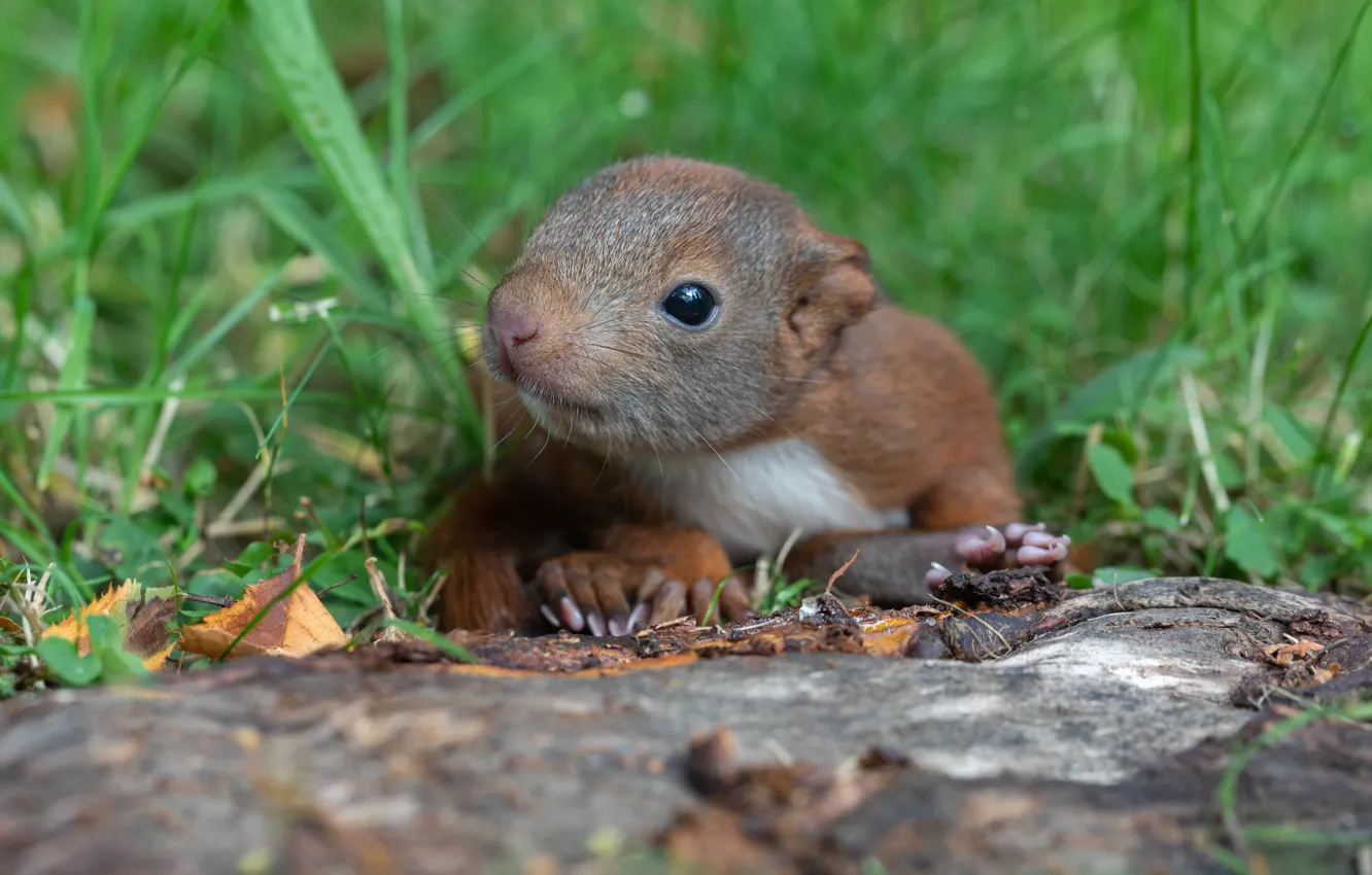 Photo wallpaper squirrel, look, baby, log, protein, muzzle, grass