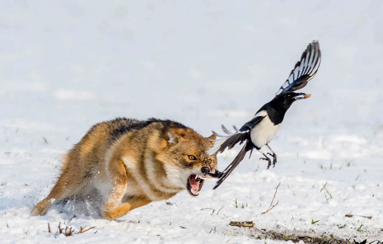 Photo wallpaper animals, birds, wildlife, brown wolf, black and white bird and