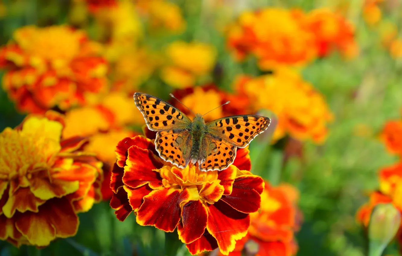 Photo wallpaper macro, flowers, butterfly, butterfly, flowers, macro