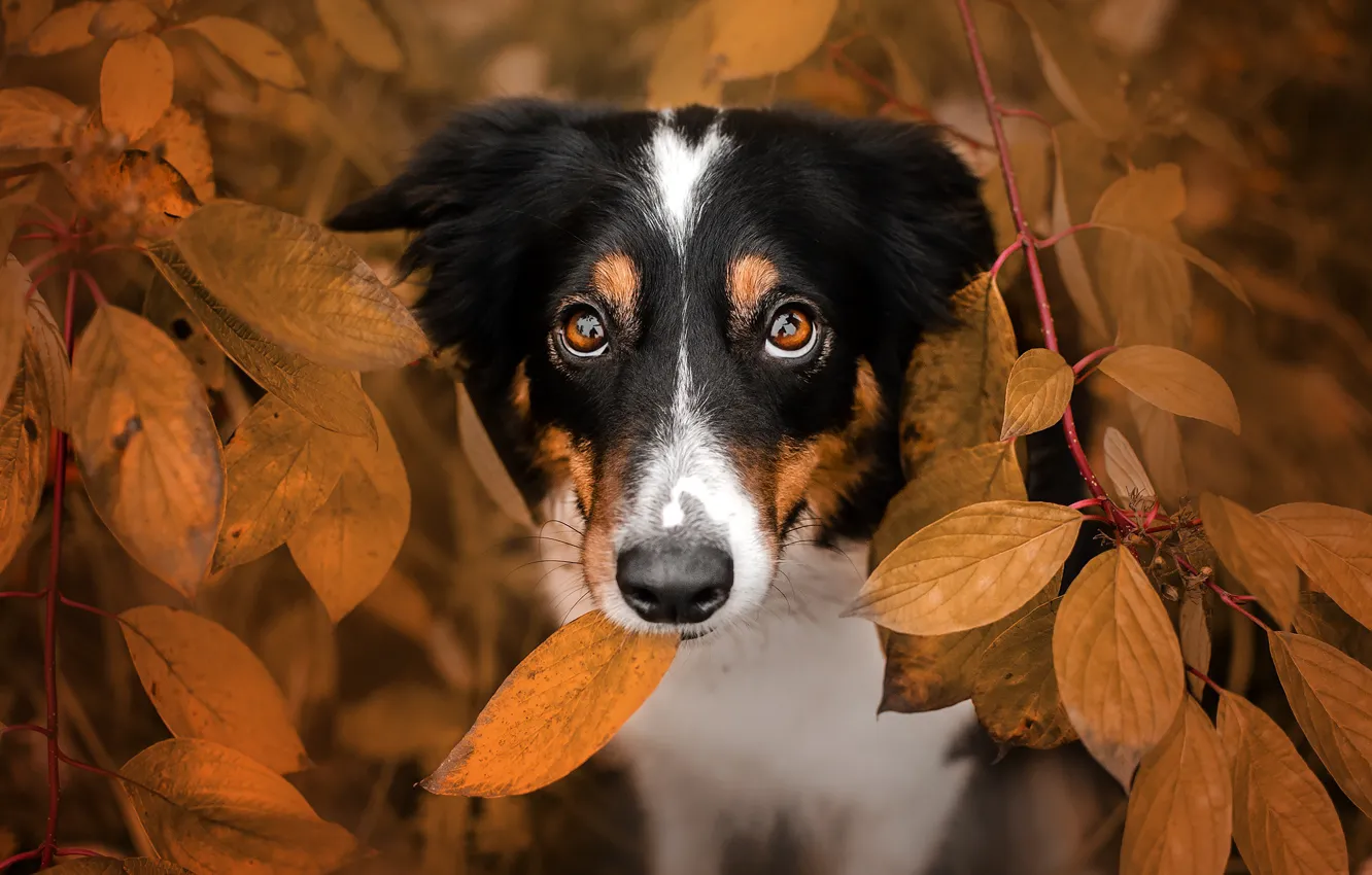 Photo wallpaper autumn, look, face, leaves, branches, dog, Ekaterina Kikot, Boder collie