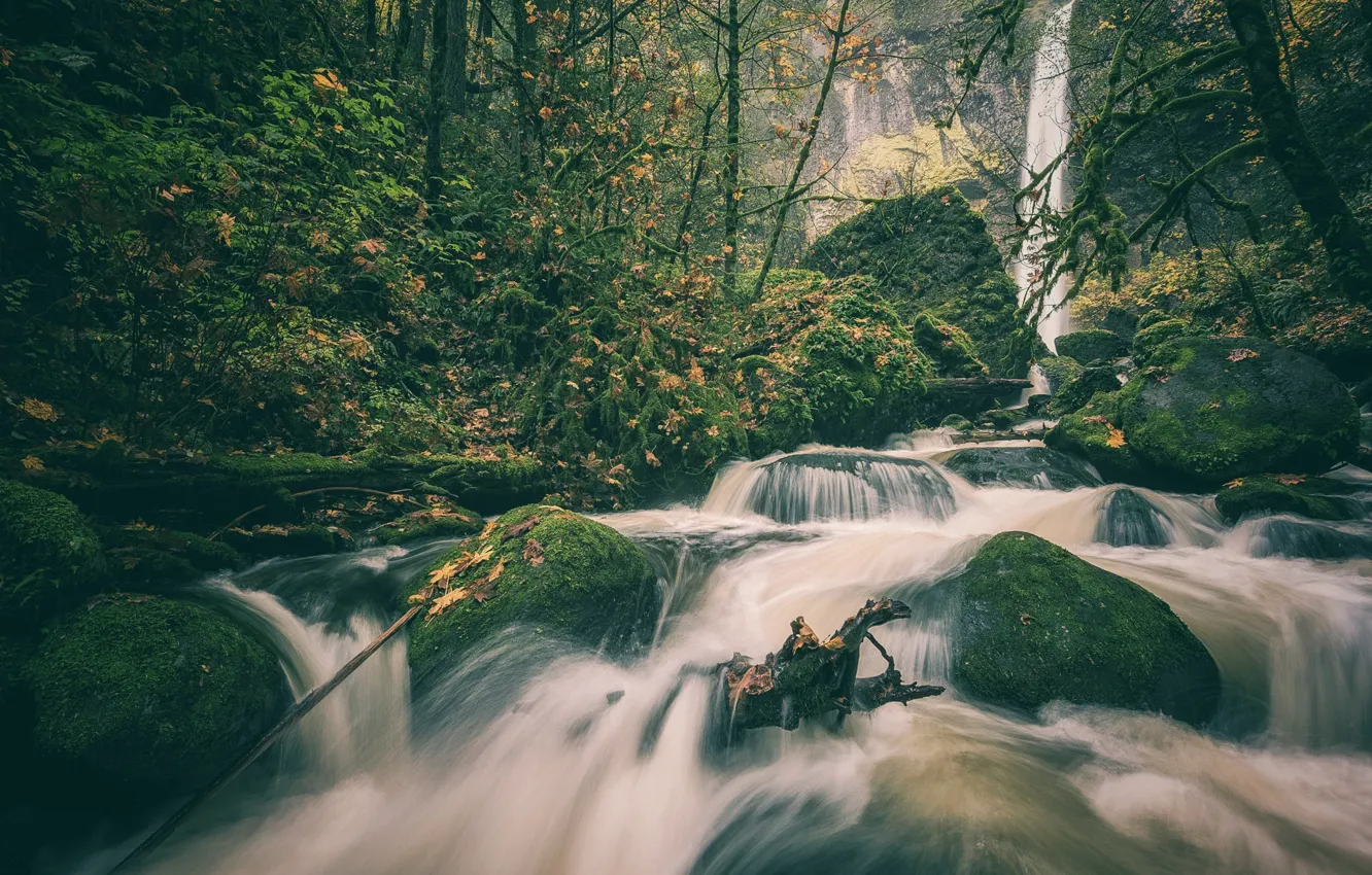 Photo wallpaper autumn, forest, stones, waterfall, moss, Oregon, river, Oregon