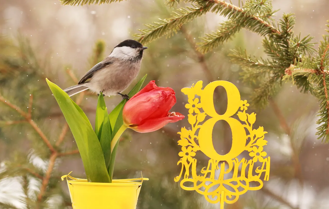 Photo wallpaper flowers, branches, nature, bird, spruce, tulips, March 8, bucket
